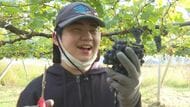 卒業式に贈る特別なワイン…20歳まで大切に保管　特別支援学校の生徒がぶどう100キロを収穫　1年半、熟成させ保護者に贈る「家族で一緒に飲みたい」
