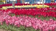 個性豊かな100品種・11万本の「チューリップ」が見頃　香南市で『かがみ花フェスタ』開催【高知】
