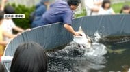 再生6000万回…チョウザメの“腕ガブ”ショー動画が大バズり　歯はないが…「痛いときは痛い」北海道・標津町
