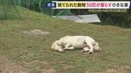 「僕が動物を引き取らんでいい世界に」　人間の都合で手放された動物たち　モモンガ・ブタ・爬虫類など約50匹を保護　子どもたちが触れ合える『動物園』も　“小さな命”を守り続ける理由は幼少期の経験