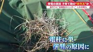 カラスで停電？巣作りの“金属製ハンガーで漏電…「子育て中は近づかないで」襲われる恐れも 【北海道発】
