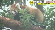 「かわいさ100倍」レッサーパンダの赤ちゃん・杏香が一般公開　5分間の観覧制限にファンも必死
