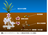 植物シグナル分子「ストリゴラクトン」の機能解析や検出を素早く定量的に行う技術を開発