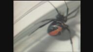特定外来生物「セアカゴケグモ」の目撃相次ぐ 愛知では統計を止めるほど増加…その特徴と発見時の対処法は?