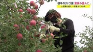 大雪乗り越え…収穫まで1カ月 リンゴの葉摘み盛んに 秋田・横手市
