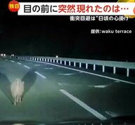 衝突ギリギリ…信号無視の車が猛スピードで目の前を通過「無茶な走り方」　夜道で3匹のイノシシ“飛び出し”も