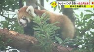 「かわいさ100倍」レッサーパンダの赤ちゃん・杏香が一般公開　5分間の観覧制限にファンも必死