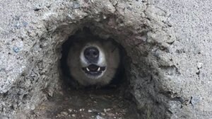 ボクを助けて! 穴の中から... アメリカ・カリフォルニア州