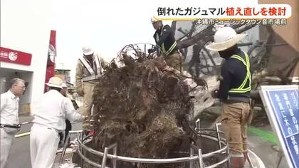 ミュージックタウン音市場前ガジュマル　再生の可能性