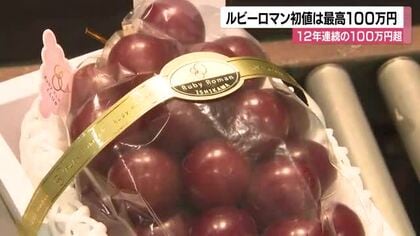 一房100万円「12年連続」の高級ブドウ　石川県産ルビーロマンの初競り