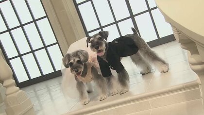 ウェディングドレスを愛犬の晴れ着に！世界でオンリーワンの衣装を生み出すサステイナブルな取り組み
