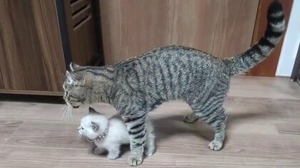 「何から守ってる？」覆い被さるように子猫に寄り添う“父猫”の姿が素敵…飼い主は意外だった？普段の様子を聞いた