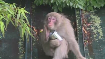 またサル！大事そうに灰皿抱えるも“悲劇”が…きのう人に飛びかかったサルと同じか　宮城・石巻市
