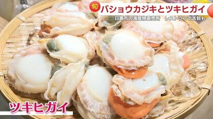レストランで舌鼓！鹿児島に秋を告げる海の幸　今が旬のツキヒガイとバショウカジキが豊漁「県外の親戚にも」