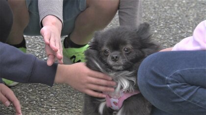 繁殖に酷使し飼育放棄か…全身の毛が抜けたポメラニアン保護　里親探す団体「終生暮らせないなら飼わないで」