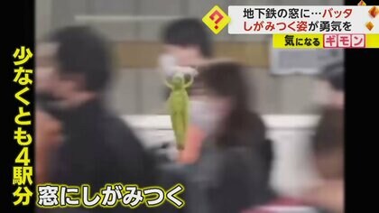 地下鉄の窓に“バッタ”　時速40kmで走る中必死にしがみつく　撮影者も心奪われ「今日一日、踏ん張っていこう！」　