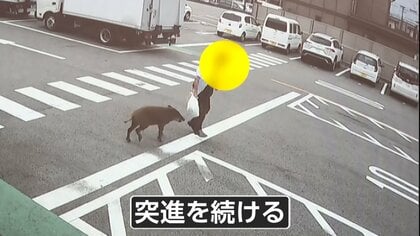 何度もしつこく　猛スピードでイノシシが突進　会社敷地内で男性襲われる　台車で応戦し追い返す　愛知