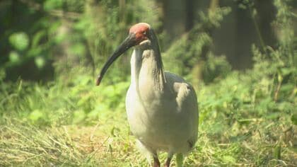 日本を象徴する鳥「ニッポニア・ニッポン」トキを石川の空に…放鳥に名乗り 課題は？