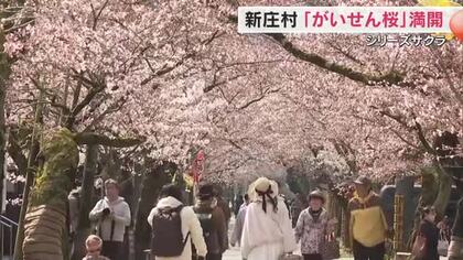 【シリーズサクラ】８）約４００メートル続く花のアーチ…新庄村の「がいせん桜」が満開に【岡山】