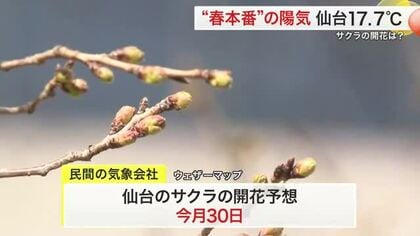 仙台のサクラの開花は１週間後の３月３０日予想　榴岡公園では「桜まつり」の準備着々