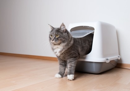 トイレ砂とシーツ両方使う人はこだわり強め!?犬・猫の飼い主165人に聞いた!ペットのトイレ事情に関するアンケートを実施