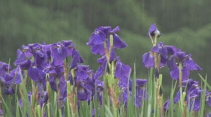 雨でしっとり、4万本のアヤメ見ごろ　休耕田で住民有志が栽培　21日午後も不安定な大気が続く見込み　雷を伴い激しく降る所も　長野