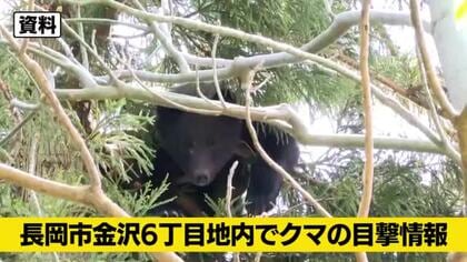 【クマ目撃情報】新潟・長岡市でクマ目撃情報、体長1メートル前後　警察と市が警戒呼びかけ
