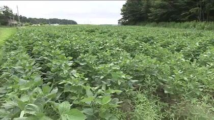 チャレンジファームを設置　JA福島が麦と大豆の生産拡大に向けて実証事業