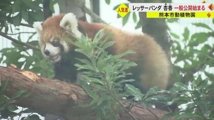 「かわいさ100倍」レッサーパンダの赤ちゃん・杏香が一般公開　5分間の観覧制限にファンも必死