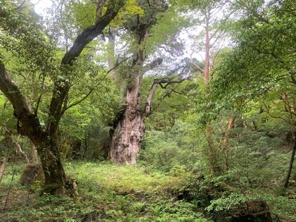 世界遺産　屋久島　屋久杉　有名アーティスト作　ローテーブル 世界遺産 屋久島 屋久杉 有名アーティスト作 テーブル用 一枚板