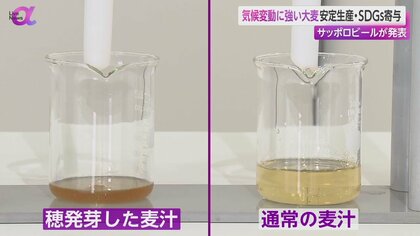 世界初】サッポロビール気候変動に強い大麦を開発 安定生産