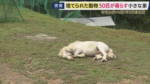 「僕が動物を引き取らんでいい世界に」　人間の都合で手放された動物たち　モモンガ・ブタ・爬虫類など約50匹を保護　子どもたちが触れ合える『動物園』も　“小さな命”を守り続ける理由は幼少期の経験