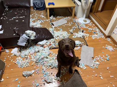 はじめてのお留守番 でドヤ顔の犬と惨状の部屋 どう躾けたらいい 専門家に聞いた