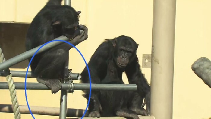 続いて弟も「つられション」したとみられる