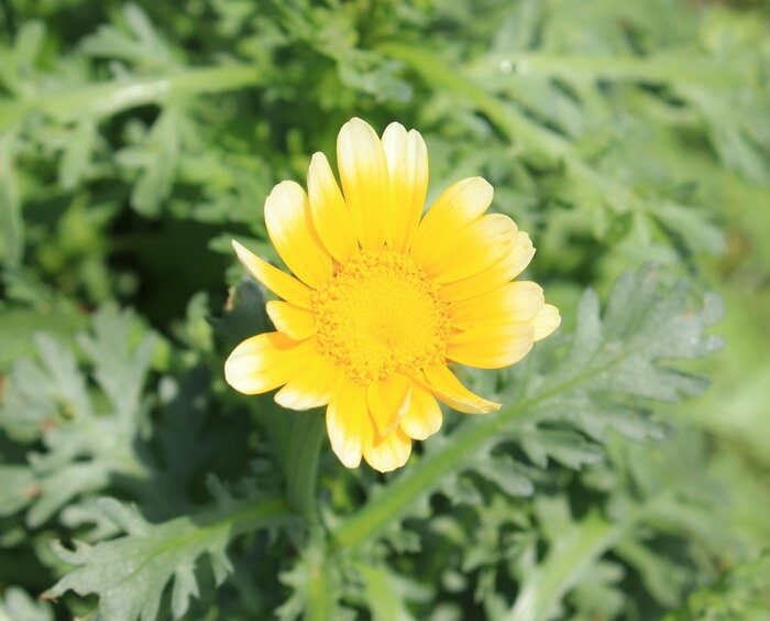 春に愛らしい黄色の花を咲かせる春菊
