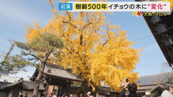 樹齢500年のイチョウ