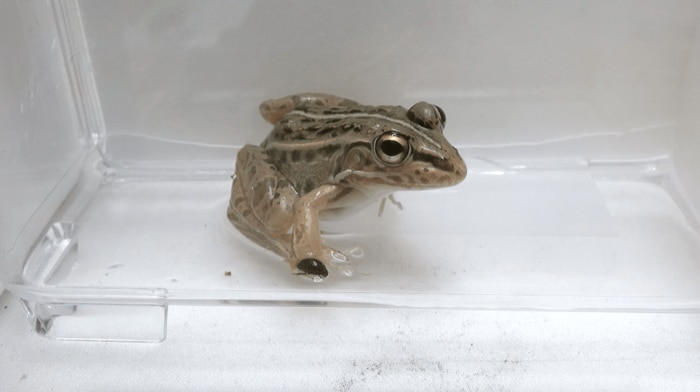 提供;杉浦真治准教授 排出後のマメガムシ(手前)とトノサマガエル(奥)