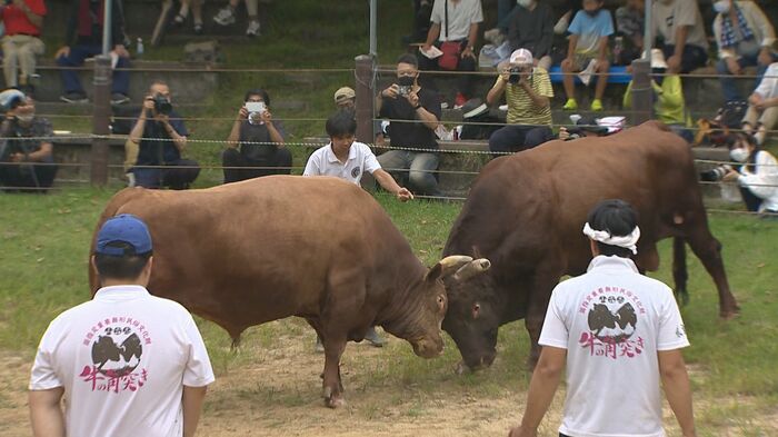 牛の角突き