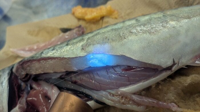 マサバの腹部にいるアニサキス（提供：福井県立大学）