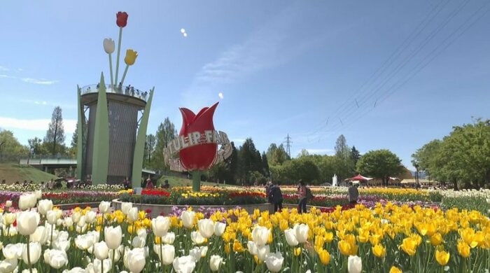 となみチューリップフェア（写真は22日）