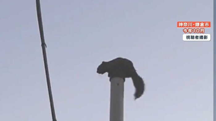 住宅街の柱で早朝から鳴くタイワンリス