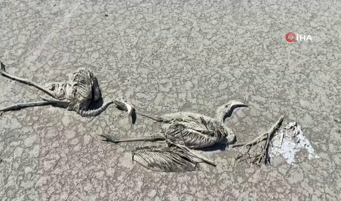 フラミンゴ約5000羽が餓死する事態に…(2021年7月)