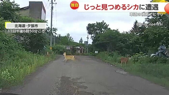 道路を横切るシカ(提供:@Ryou_opencar)