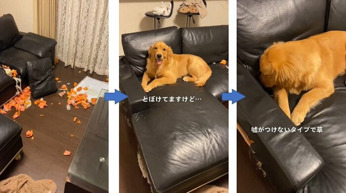 ソファをかじってしまった…もーぎーさんの「何これ?」に顔を背けるよんくくん