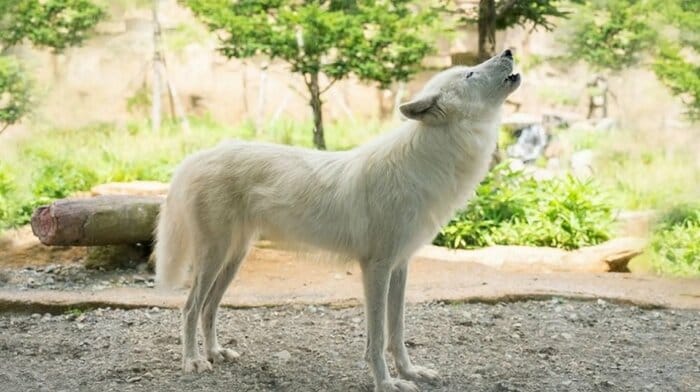 ホッキョクオオカミは遠吠えなどでコミュニケーションをとる(提供:那須どうぶつ王国)