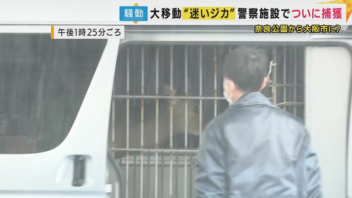 シカをついに捕獲
