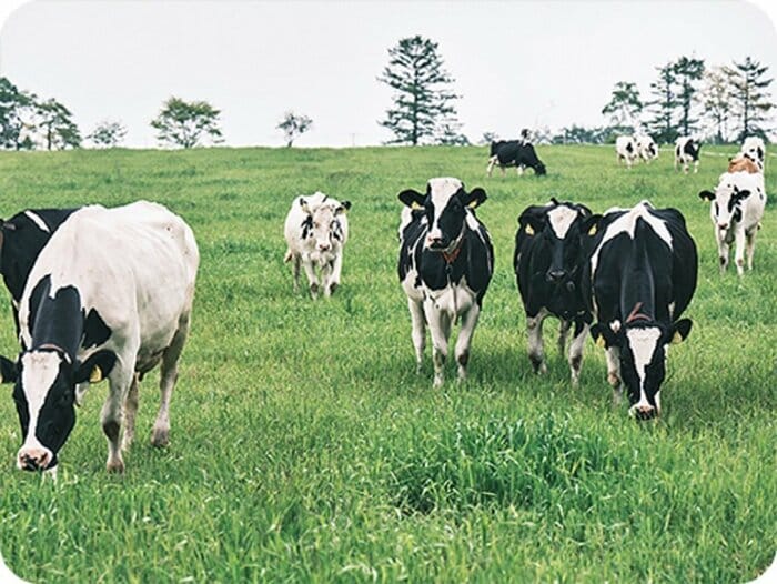 ストレスのない放牧スタイルでの飼育(提供:株式会社カネカ)