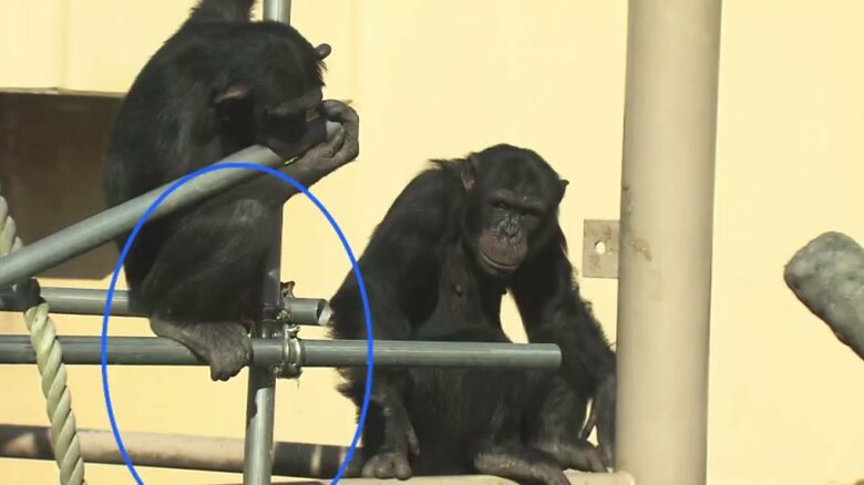 チンパンジーの「つられション」京都大学が世界初の発見　ただし仲の良さを示す人間の「つれション」とは違う現象｜FNNプライムオンライン