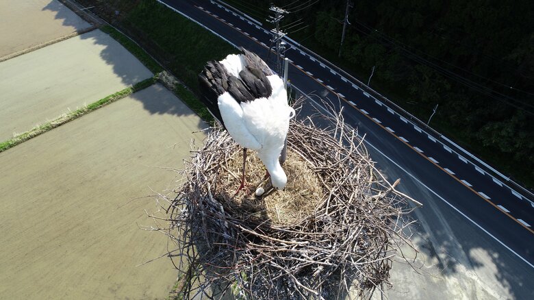 国特別天然記念物コウノトリが舞鶴市内で営巣。卵を確認