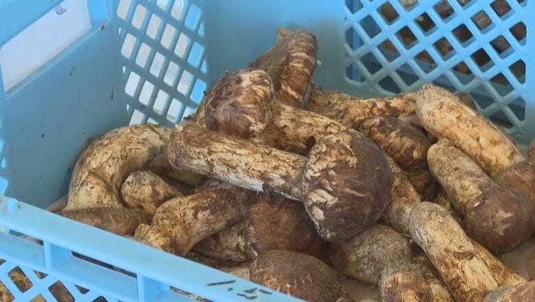 「3万円くらい買った」道の駅に長い列　お目当ては村特産「マツタケ」　100グラム3000円～7000円程度で量り売り　長野県豊丘村で「まつたけ祭」｜FNNプライムオンライン